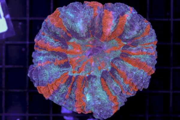 import placeholder for 3062394