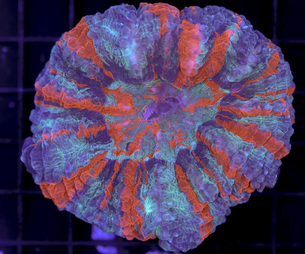 import placeholder for 3062394