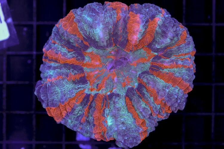 import placeholder for 3062394