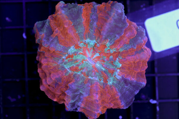 import placeholder for 3062393