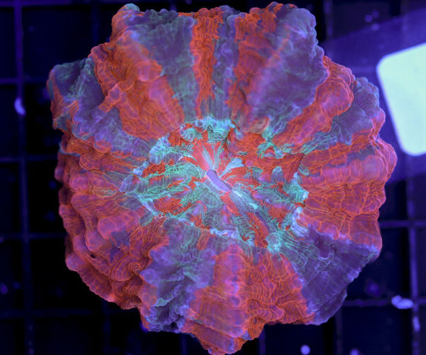 import placeholder for 3062393