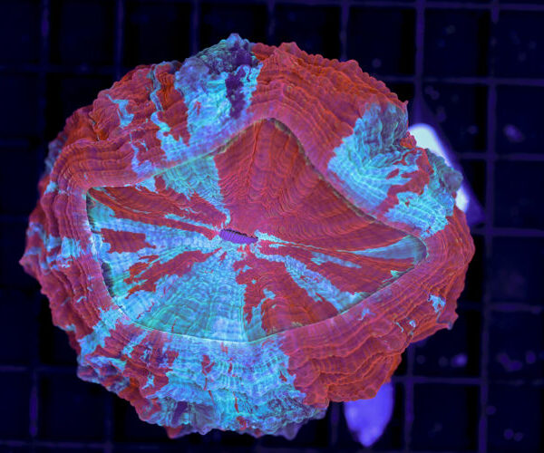 import placeholder for 3062392