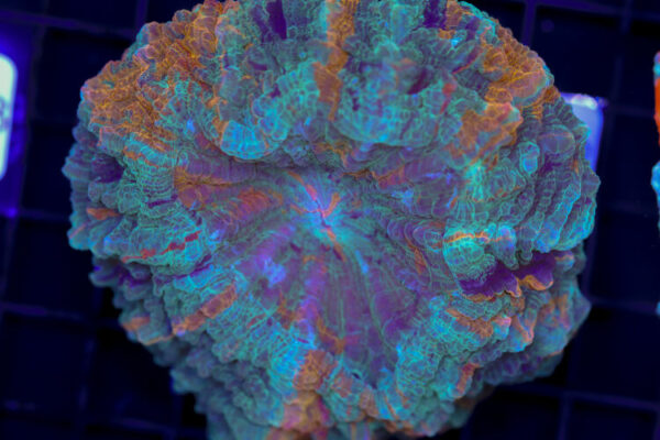 import placeholder for 3062388