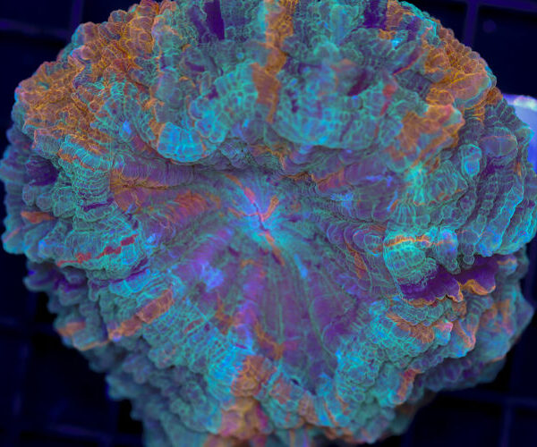 import placeholder for 3062388