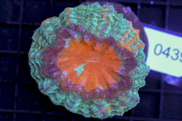 import placeholder for 3062386