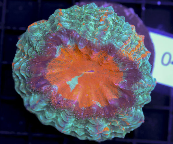 import placeholder for 3062386