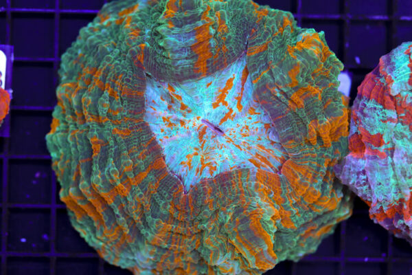 import placeholder for 3062382