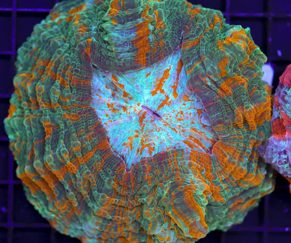 import placeholder for 3062382