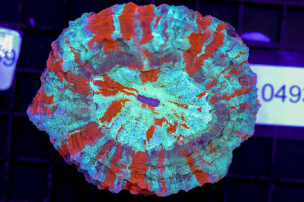 import placeholder for 3062381