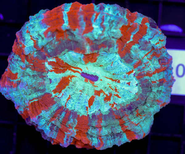 import placeholder for 3062381