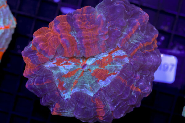 import placeholder for 3062378