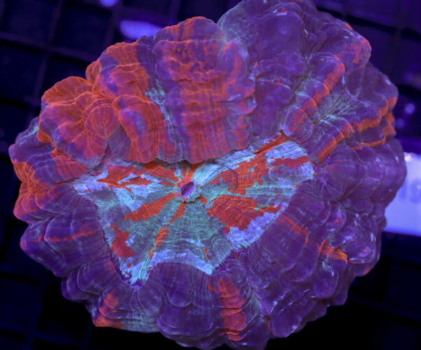 import placeholder for 3062378