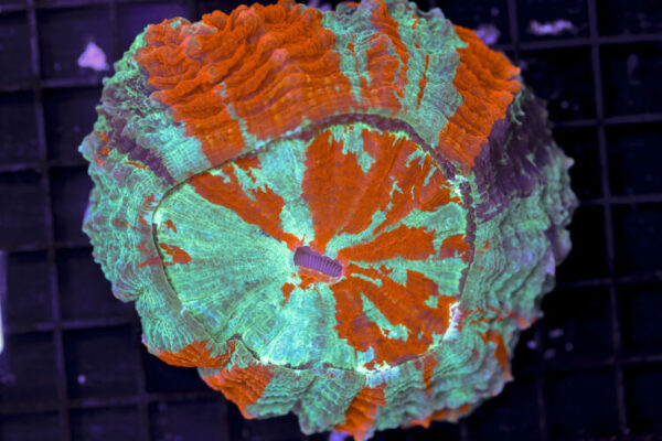 import placeholder for 3062376