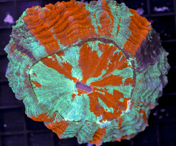 import placeholder for 3062376