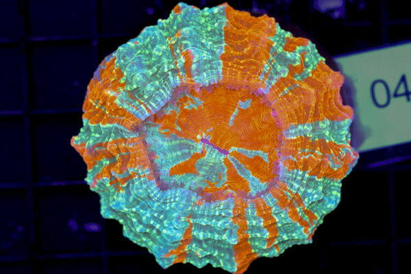 import placeholder for 3062371