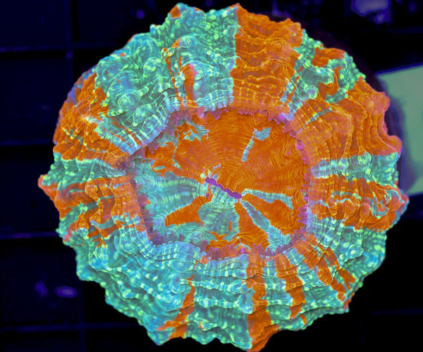 import placeholder for 3062371