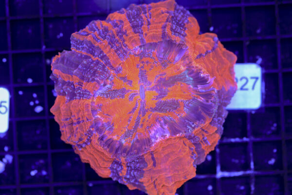 import placeholder for 3062370