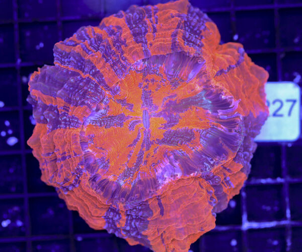 import placeholder for 3062370