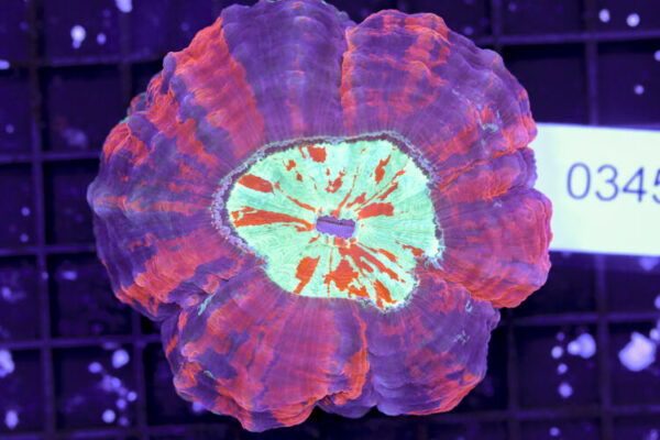 import placeholder for 3062369