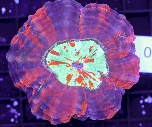 import placeholder for 3062369