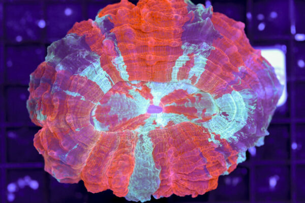 import placeholder for 3062368