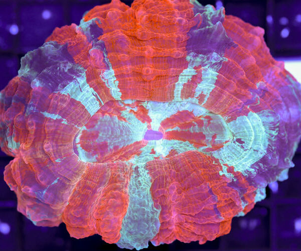 import placeholder for 3062368