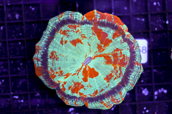 import placeholder for 3062367