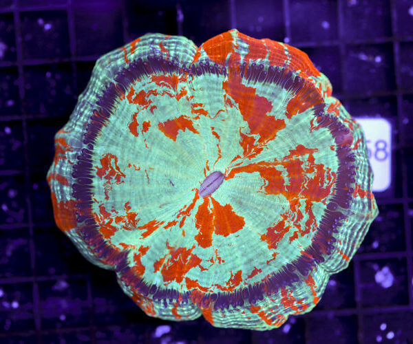 import placeholder for 3062367