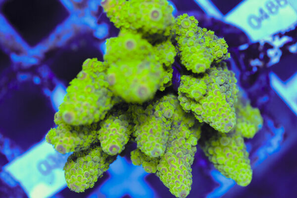 import placeholder for 3060421