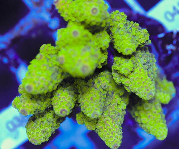 import placeholder for 3060421