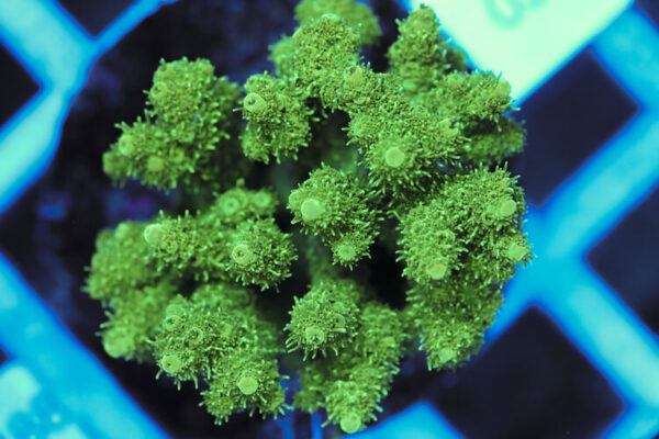 import placeholder for 3060420