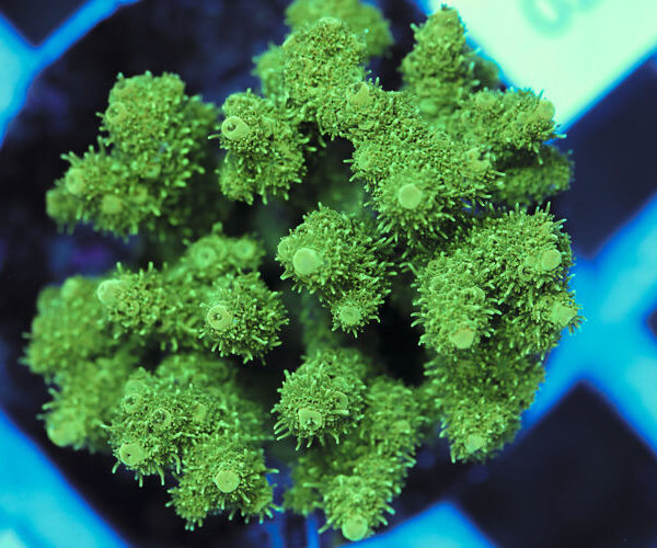 import placeholder for 3060420