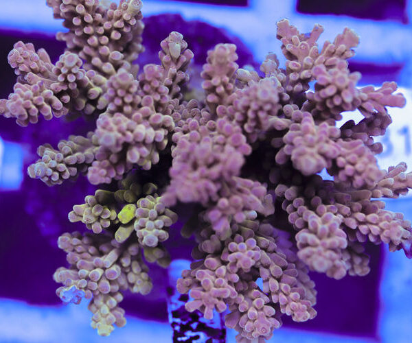 import placeholder for 3060418