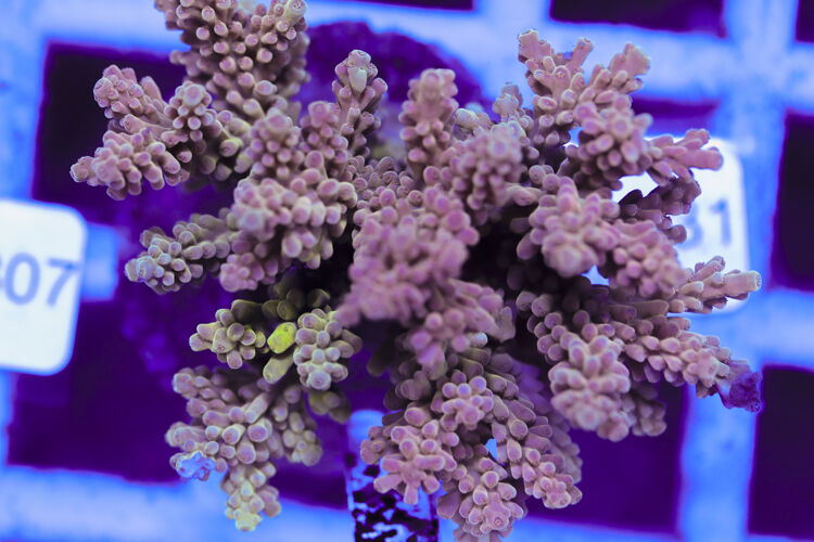 import placeholder for 3060418