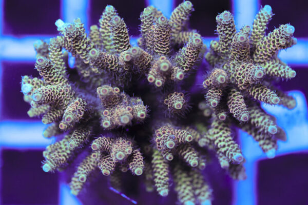 import placeholder for 3060417