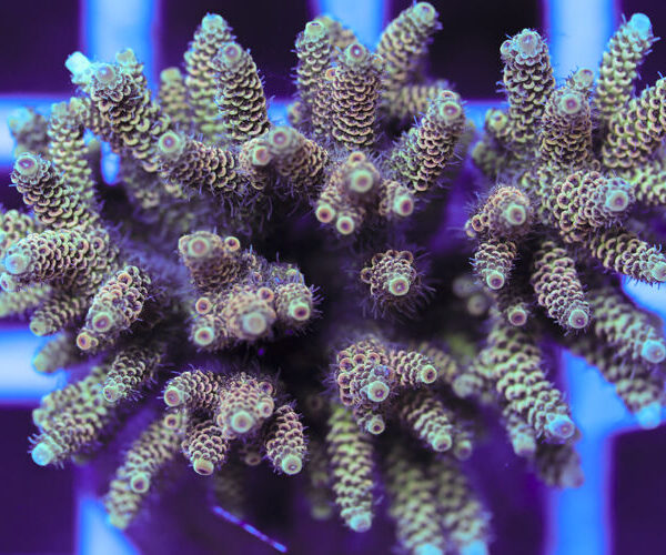 import placeholder for 3060417