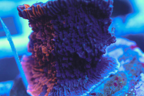 import placeholder for 3060415