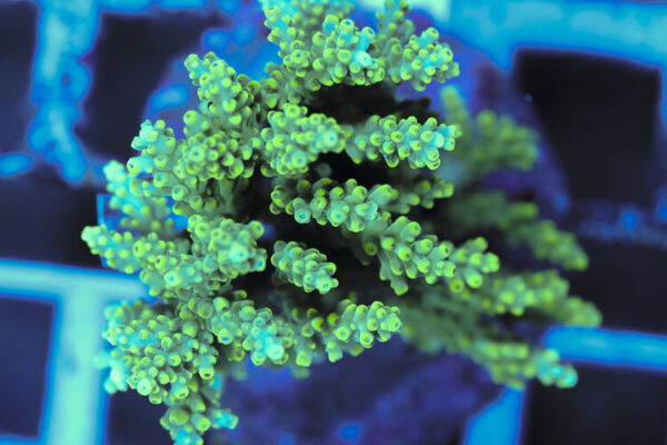 import placeholder for 3060411