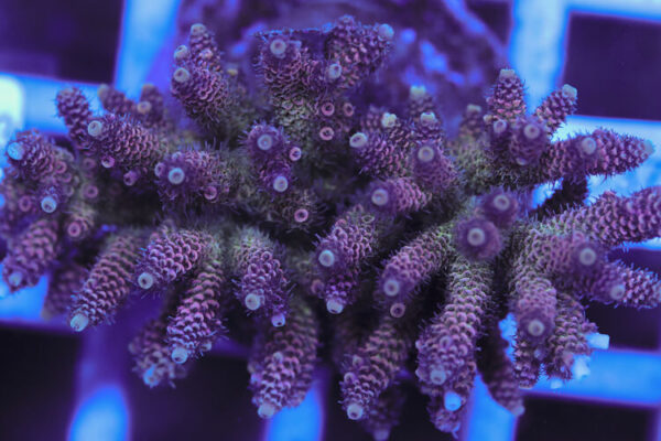 import placeholder for 3060410