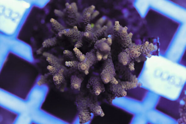 import placeholder for 3060409