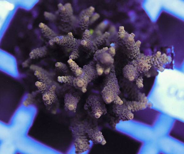 import placeholder for 3060409