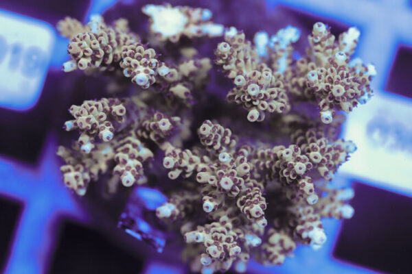 import placeholder for 3060407