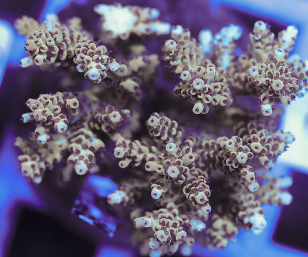 import placeholder for 3060407