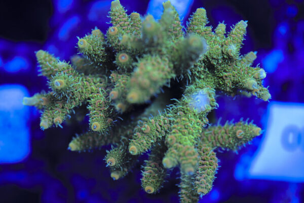 import placeholder for 3060399