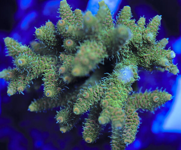 import placeholder for 3060399