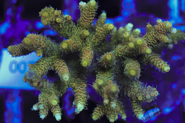 import placeholder for 3060396