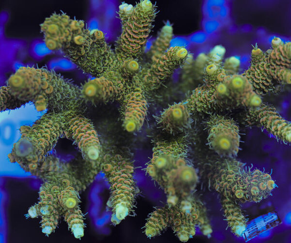 import placeholder for 3060396