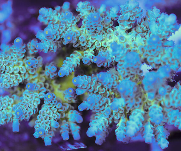 import placeholder for 3060388