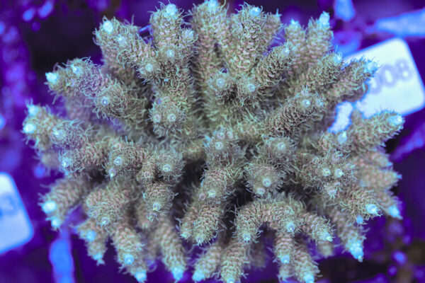 import placeholder for 3060387