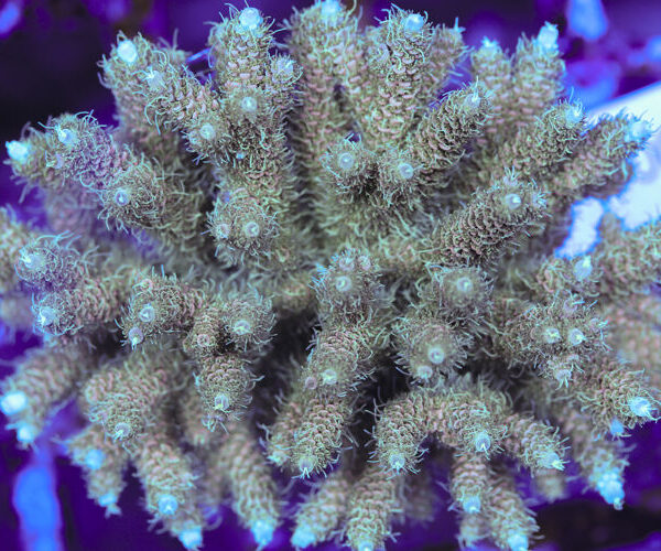 import placeholder for 3060387